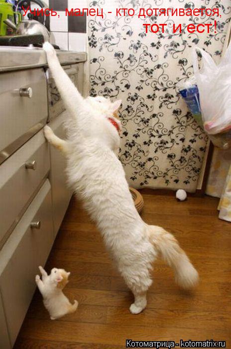 Котоматрица: Учись, малец - кто дотягивается,  тот и ест!