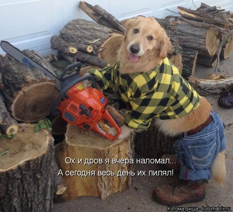 Котоматрица: Ох и дров я вчера наломал... А сегодня весь день их пилял!