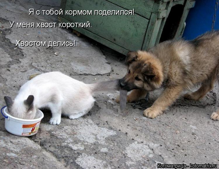Котоматрица: Я с тобой кормом поделился! У меня хвост короткий. Хвостом делись!