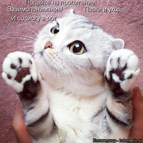 Котоматрица: Подайте на пропитание! Взаимопонимание! Ласки и уход. И сосиску в рот.