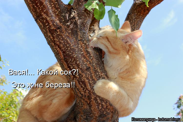 Котоматрица: Вася!... Какой сок?! Это ж не береза!!