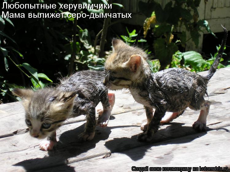 Котоматрица: Любопытные херувимчики Мама вылижет серо-дымчатых