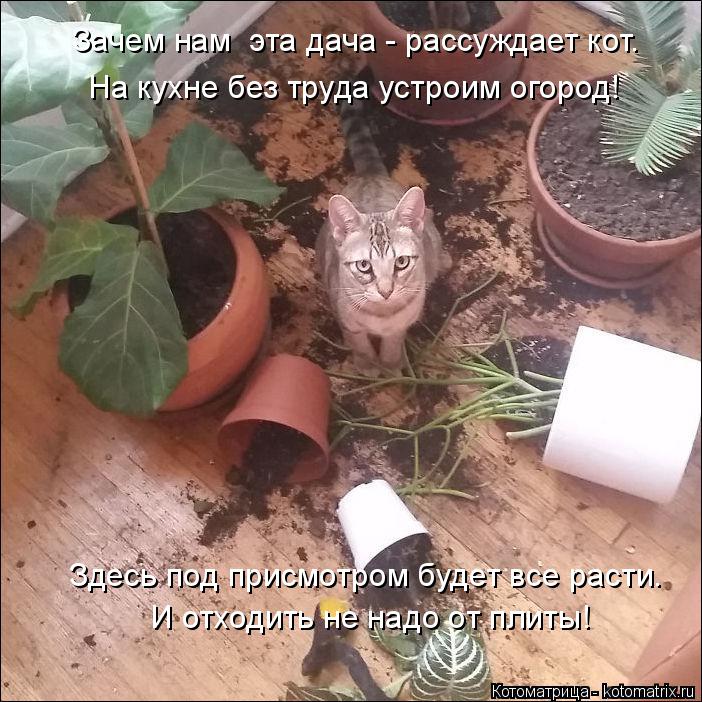 Котоматрица: И отходить не надо от плиты! Здесь под присмотром будет все расти. Зачем нам  эта дача - рассуждает кот. На кухне без труда устроим огород!