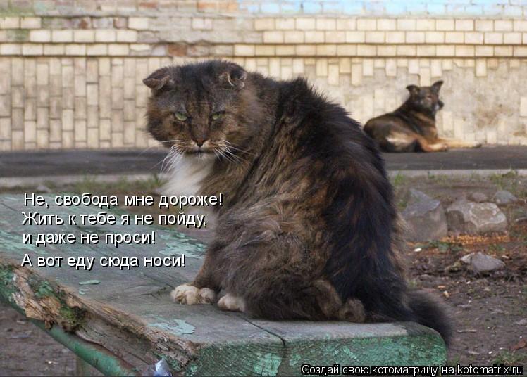 Котоматрица: Не, свобода мне дороже! Жить к тебе я не пойду,  и даже не проси! А вот еду сюда носи!