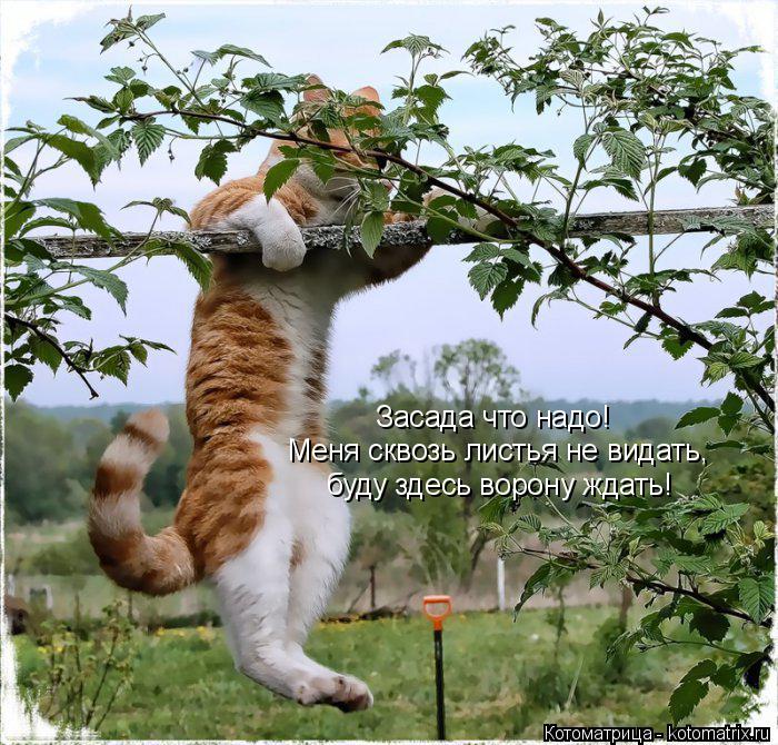 Котоматрица: Засада что надо! Меня сквозь листья не видать,  буду здесь ворону ждать!