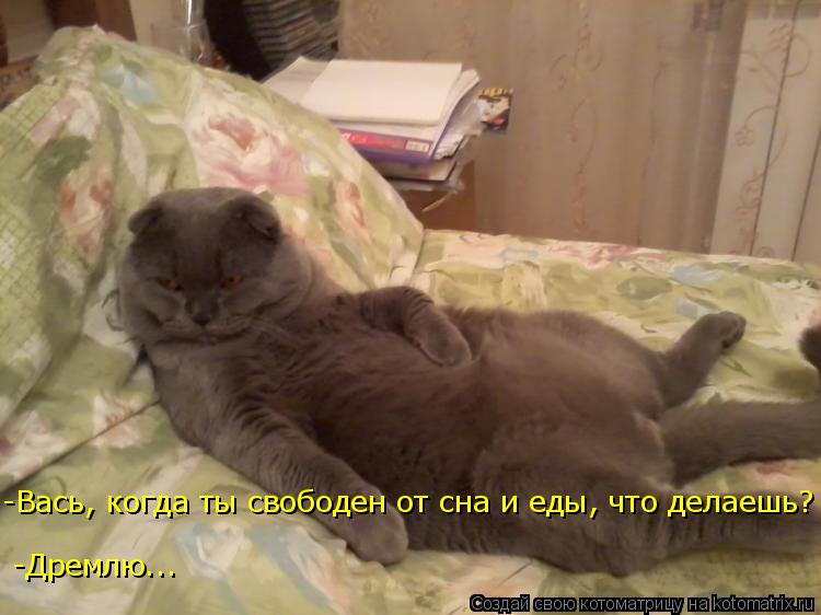 -Вась, когда ты свободен от сна и еды, что делаешь? -Дремлю...... Котоматрица: -Вась, когда ты свободен от сна и еды, что делаешь? -Дремлю...