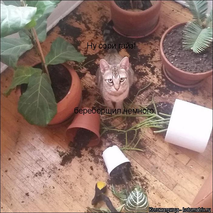 Котоматрица: Ну сори гайз! береборщил немного