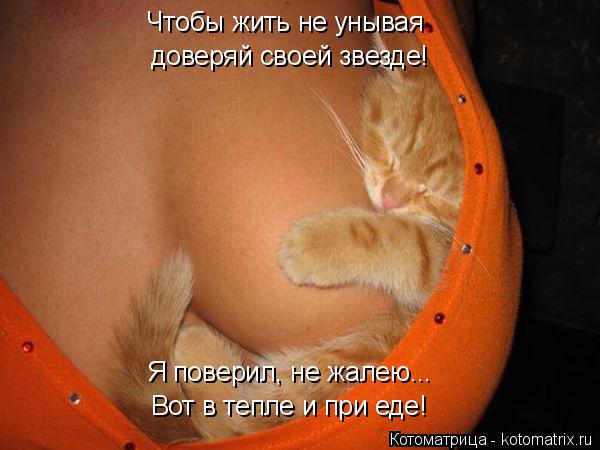 Котоматрица: Вот в тепле и при еде! Чтобы жить не унывая доверяй своей звезде! Я поверил, не жалею...