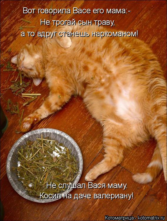 Котоматрица: Не трогай сын траву,  а то вдруг станешь наркоманом! Вот говорила Васе его мама:- Не слушал Вася маму. Косил на даче валериану!