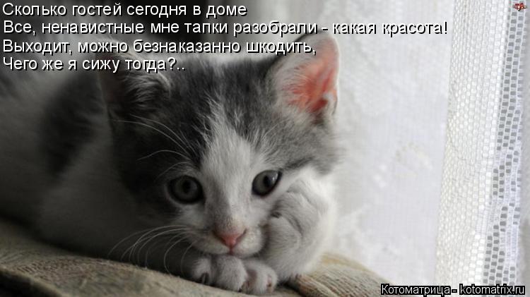 Котоматрица: Сколько гостей сегодня в доме  Все, ненавистные мне тапки разобрали - какая красота! Выходит, можно безнаказанно шкодить, Чего же я сижу тогд