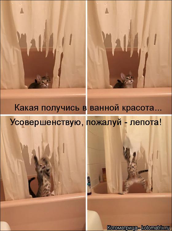 Котоматрица: Какая получись в ванной красота... Усовершенствую, пожалуй - лепота! Усовершенствую, пожалуй - лепота!