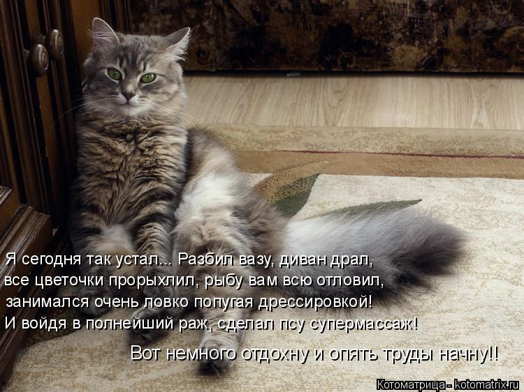 Котоматрица: Я сегодня так устал... Разбил вазу, диван драл, все цветочки прорыхлил, рыбу вам всю отловил, занимался очень ловко попугая дрессировкой! И во
