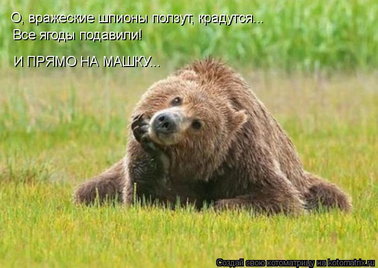 Котоматрица: О, вражеские шпионы ползут, крадутся... Все ягоды подавили! И ПРЯМО НА МАШКУ...