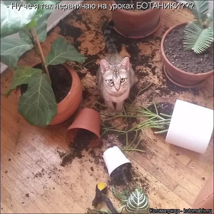 - Ну чё я так нервничаю на уроках БОТАНИКИ???... Котоматрица: - Ну чё я так нервничаю на уроках БОТАНИКИ???