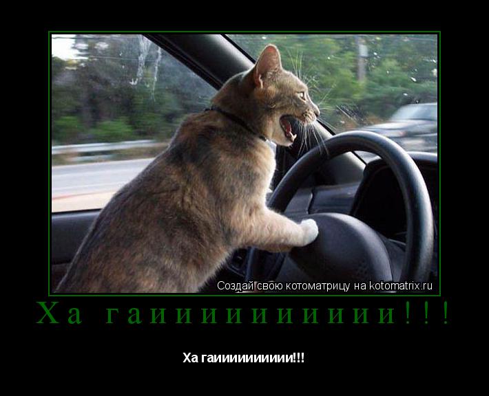 Котоматрица: Ха гаииииииииии!!! Ха гаииииииииии!!!