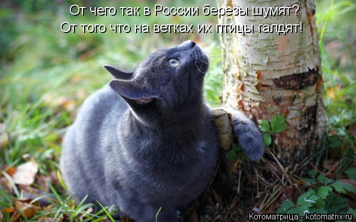 Котоматрица: От того что на ветках их птицы галдят! От чего так в России березы шумят?