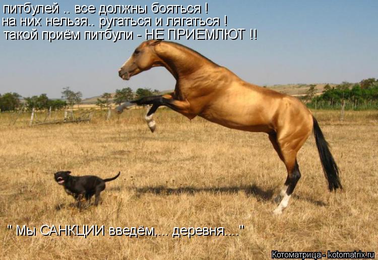 Котоматрица: питбулей .. все должны бояться ! на них нельзя.. ругаться и лягаться ! такой приём питбули - НЕ ПРИЕМЛЮТ !! " Мы САНКЦИИ введём,... деревня...."