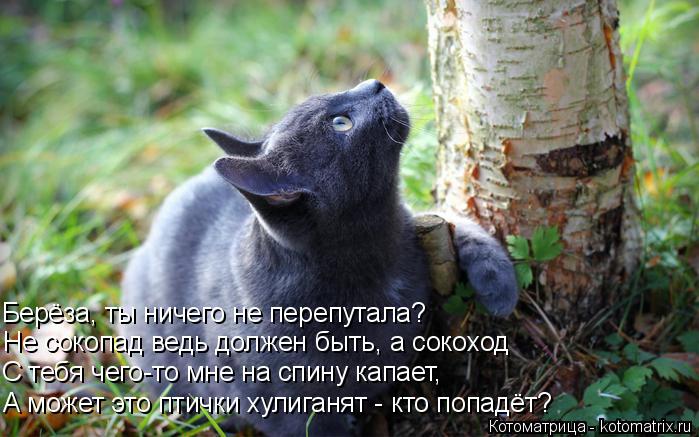 Котоматрица: А может это птички хулиганят - кто попадёт?  С тебя чего-то мне на спину капает, Не сокопад ведь должен быть, а сокоход  Берёза, ты ничего не пе