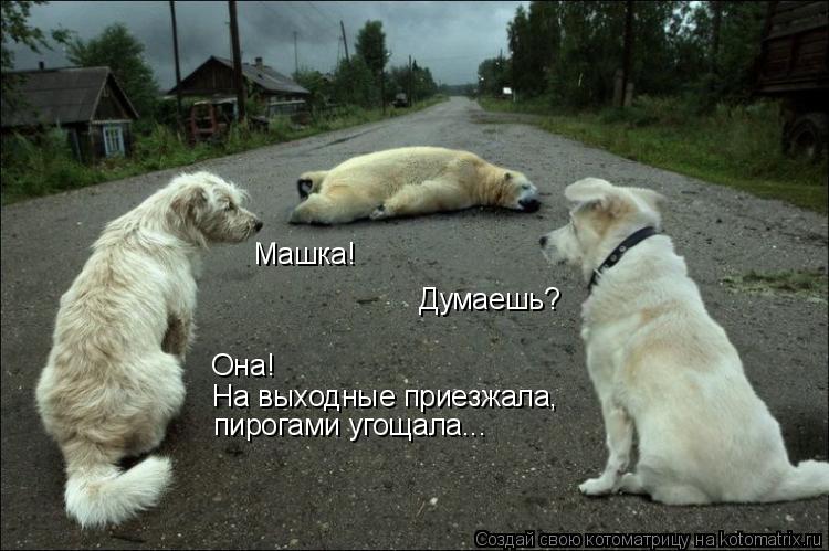 Машка! Думаешь? Она! На выходные приезжала, пирогами угощала...... Котоматрица: Машка! Думаешь? Она! На выходные приезжала, пирогами угощала...