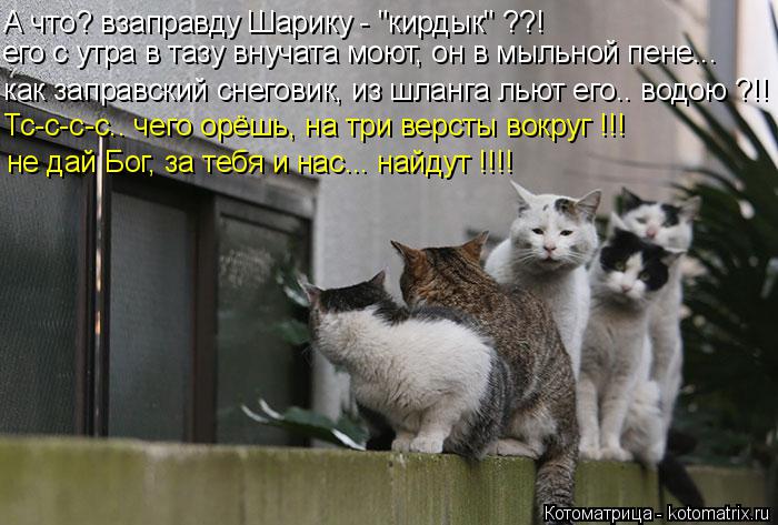 Котоматрица: Тс-с-с-с.. чего орёшь, на три версты вокруг !!! А что? взаправду Шарику - "кирдык" ??! его с утра в тазу внучата моют, он в мыльной пене... как заправс