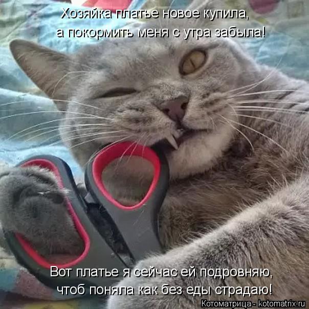 Котоматрица: Хозяйка платье новое купила,  а покормить меня с утра забыла! чтоб поняла как без еды страдаю! Вот платье я сейчас ей подровняю,
