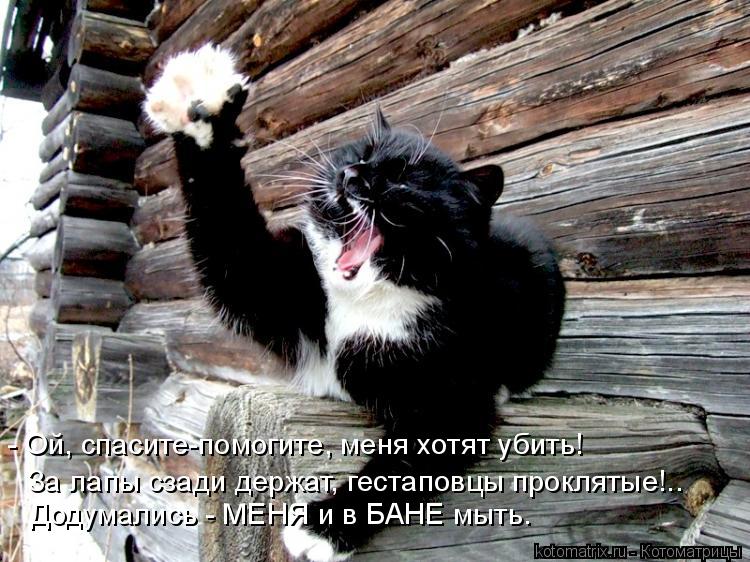 - Ой, спасите-помогите, меня хотят убить! За лапы сзади держат, гестаповцы проклятые!.. Додумались -... Котоматрица: - Ой, спасите-помогите, меня хотят убить! За лапы сзади держат, гестаповцы проклятые!.. Додумались - МЕНЯ и в БАНЕ мыть.