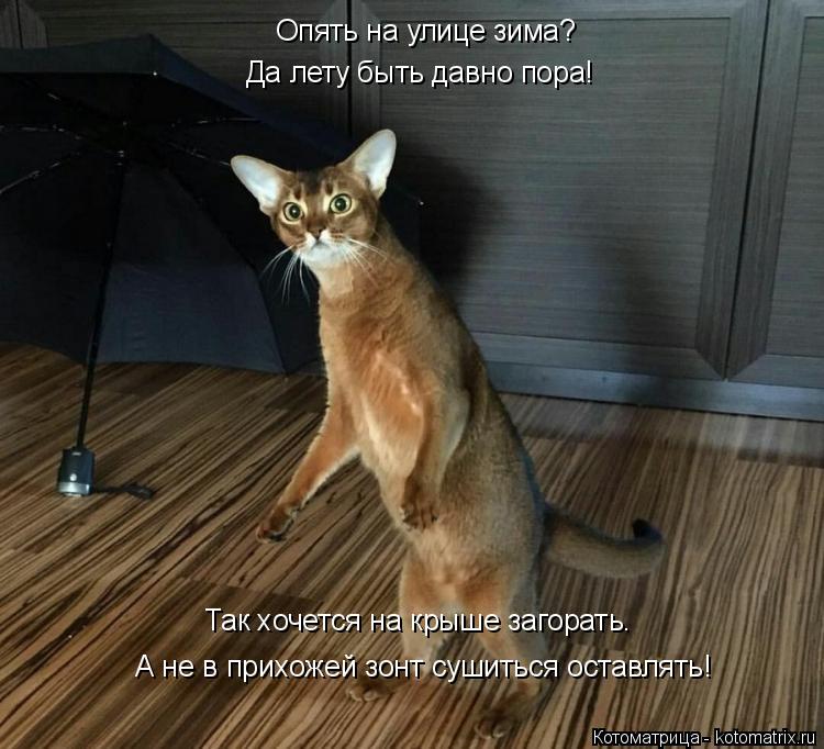 Котоматрица: Опять на улице зима? Да лету быть давно пора! А не в прихожей зонт сушиться оставлять! Так хочется на крыше загорать.