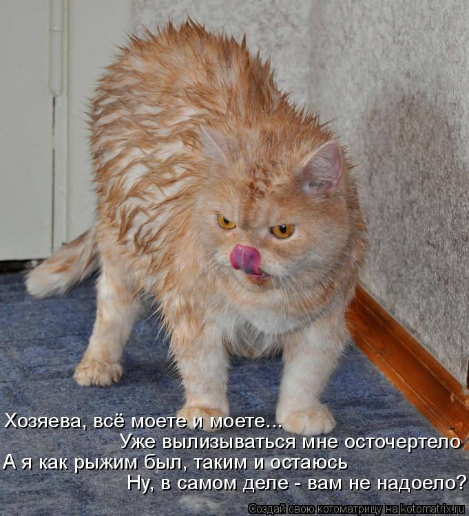 Хозяева, всё моете и моете... Уже вылизываться мне осточертело А я как рыжим был, таким и остаюсь Н... Котоматрица: Хозяева, всё моете и моете... Уже вылизываться мне осточертело А я как рыжим был, таким и остаюсь Ну, в самом деле - вам не надоело?