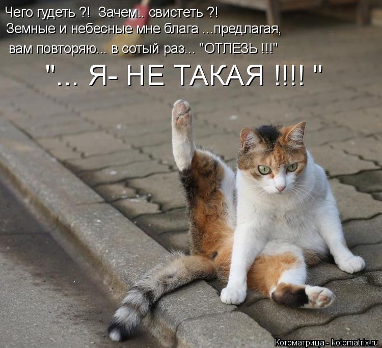 Котоматрица: Чего гудеть ?!  Зачем.. свистеть ?! Земные и небесные мне блага ...предлагая, вам повторяю... в сотый раз... "ОТЛЕЗЬ !!!"  "... Я- НЕ ТАКАЯ !!!! "