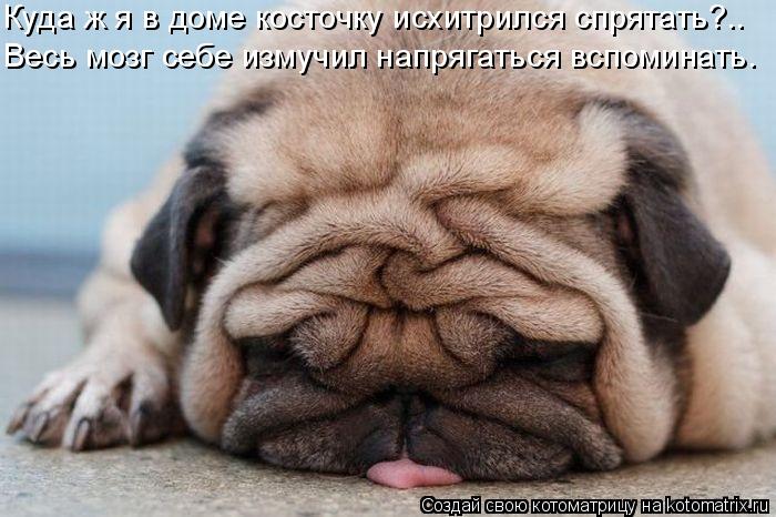 Куда ж я в доме косточку исхитрился спрятать?.. Весь мозг себе измучил напрягаться вспоминать.... Котоматрица: Куда ж я в доме косточку исхитрился спрятать?.. Весь мозг себе измучил напрягаться вспоминать.