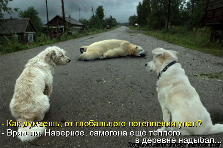 Котоматрица: - Как думаешь, от глобального потепления упал? - Вряд ли. Наверное, самогона ещё тёплого    в деревне надыбал...