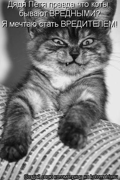 Дядя Петя правда что коты бывают ВРЕДНЫМИ? Я мечтаю стать ВРЕДИТЕЛЕМ!... Котоматрица: Дядя Петя правда что коты бывают ВРЕДНЫМИ? Я мечтаю стать ВРЕДИТЕЛЕМ!