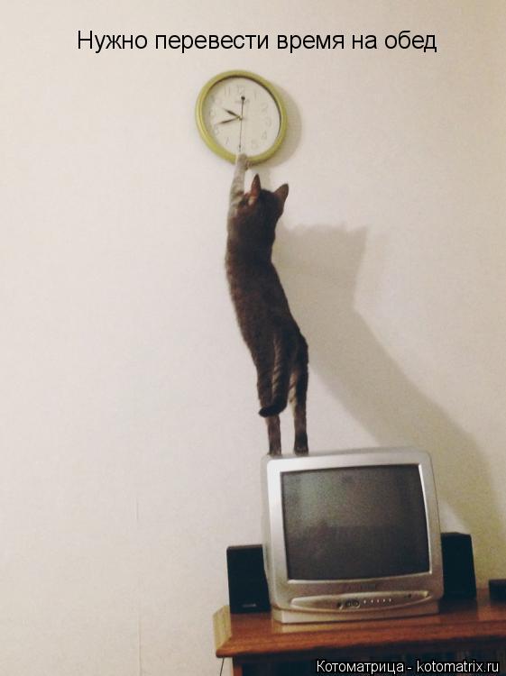 Нужно перевести время на обед... Котоматрица: Нужно перевести время на обед