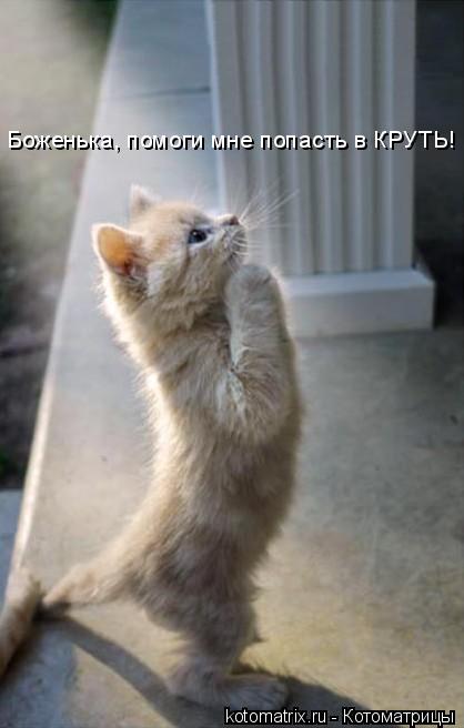 Боженька, помоги мне попасть в КРУТЬ!... Котоматрица: Боженька, помоги мне попасть в КРУТЬ!