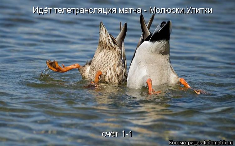 Идёт телетрансляция матча - Молюски:Улитки счёт 1-1... Котоматрица: Идёт телетрансляция матча - Молюски:Улитки счёт 1-1