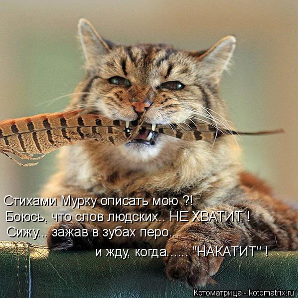 Стихами Мурку описать мою ?! Боюсь, что слов людских.. НЕ ХВАТИТ ! Сижу... зажав в зубах перо... и жд... Котоматрица: Стихами Мурку описать мою ?! Боюсь, что слов людских.. НЕ ХВАТИТ ! Сижу... зажав в зубах перо... и жду, когда...... "НАКАТИТ" !