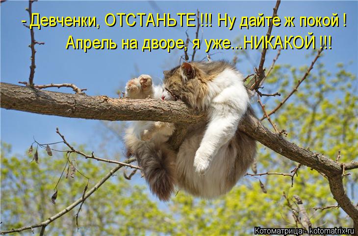 - Девченки, ОТСТАНЬТЕ !!! Ну дайте ж покой ! Апрель на дворе, я уже...НИКАКОЙ !!!... Котоматрица: - Девченки, ОТСТАНЬТЕ !!! Ну дайте ж покой ! Апрель на дворе, я уже...НИКАКОЙ !!!