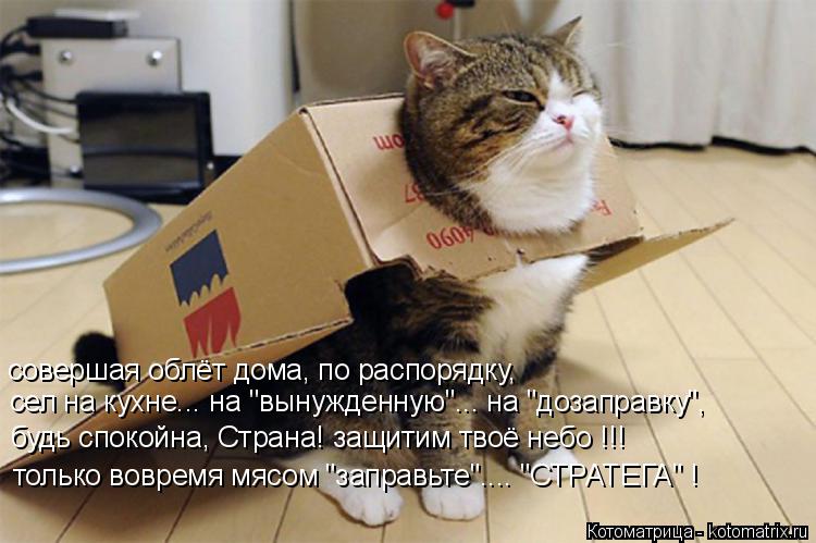 совершая облёт дома, по распорядку, сел на кухне... на "вынужденную"... на "дозаправку", будь спокойн... Котоматрица: совершая облёт дома, по распорядку, сел на кухне... на "вынужденную"... на "дозаправку", будь спокойна, Страна! защитим твоё небо !!! только вовре