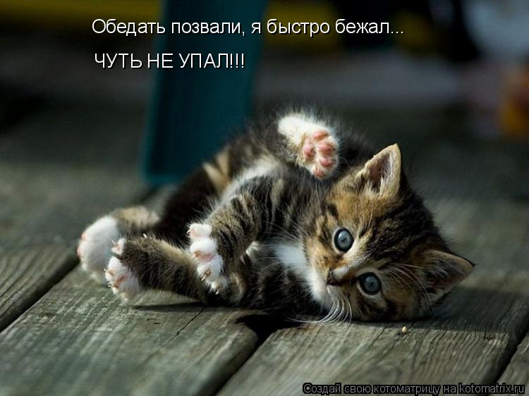 Обедать позвали, я быстро бежал... ЧУТЬ НЕ УПАЛ!!!... Котоматрица: Обедать позвали, я быстро бежал... ЧУТЬ НЕ УПАЛ!!!