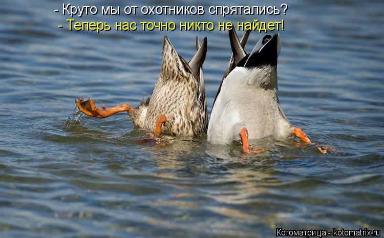 Котоматрица: - Теперь нас точно никто не найдет! - Круто мы от охотников спрятались?