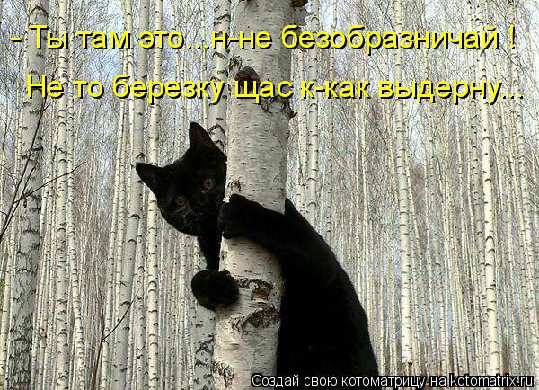 - Ты там это...н-не безобразничай ! Не то березку щас к-как выдерну...... Котоматрица: - Ты там это...н-не безобразничай ! Не то березку щас к-как выдерну...