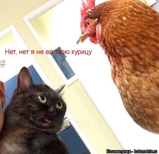 Нет, нет я не ел твою курицу... Котоматрица: Нет, нет я не ел твою курицу