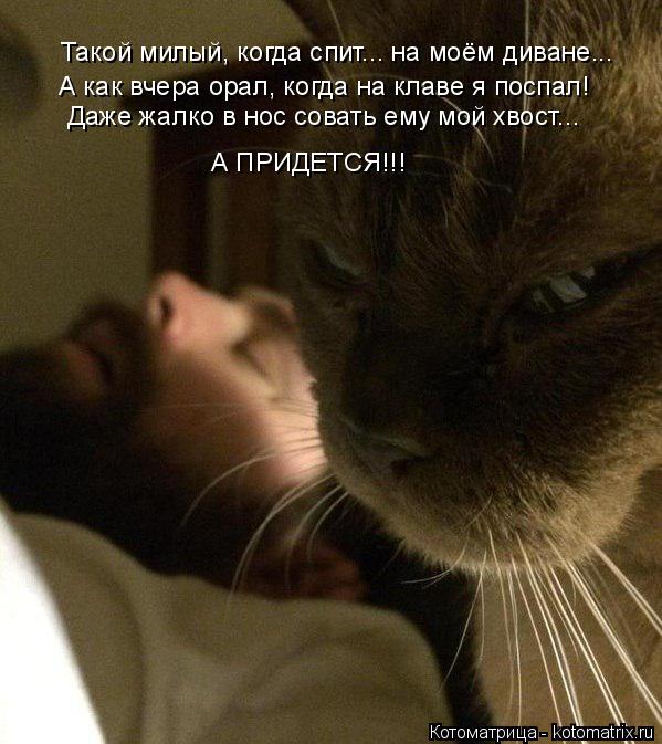 Такой милый, когда спит... на моём диване... А как вчера орал, когда на клаве я поспал! Даже жалко в ... Котоматрица: Такой милый, когда спит... на моём диване... А как вчера орал, когда на клаве я поспал! Даже жалко в нос совать ему мой хвост... А ПРИДЕТСЯ!!!