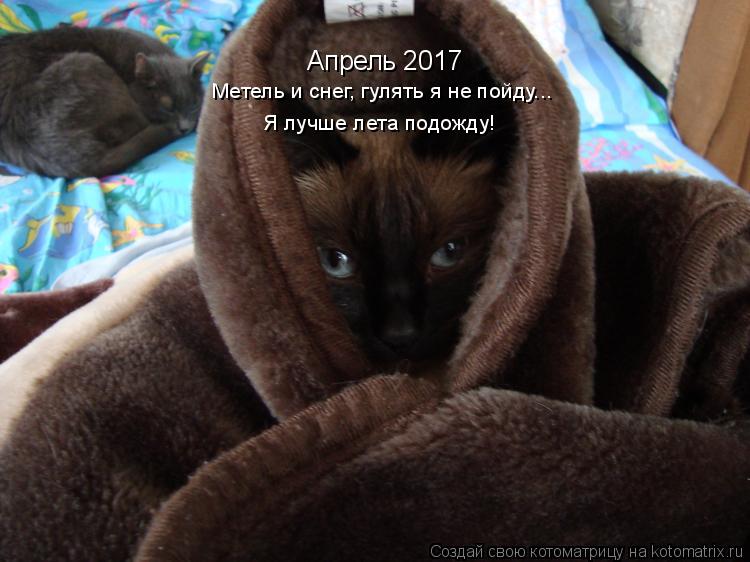 Апрель 2017 Метель и снег, гулять я не пойду... Я лучше лета подожду!... Котоматрица: Апрель 2017 Метель и снег, гулять я не пойду... Я лучше лета подожду!