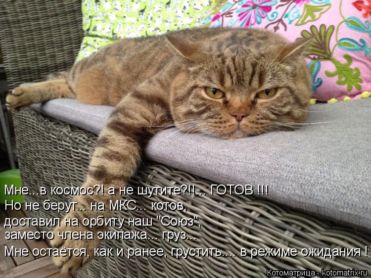 Мне...в космос?! а не шутите?!!... ГОТОВ !!! Но не берут... на МКС... котов, заместо члена экипажа...... Котоматрица: Мне...в космос?! а не шутите?!!... ГОТОВ !!! Но не берут... на МКС... котов, заместо члена экипажа... груз... Мне остаётся, как и ранее, грустить.... в режи