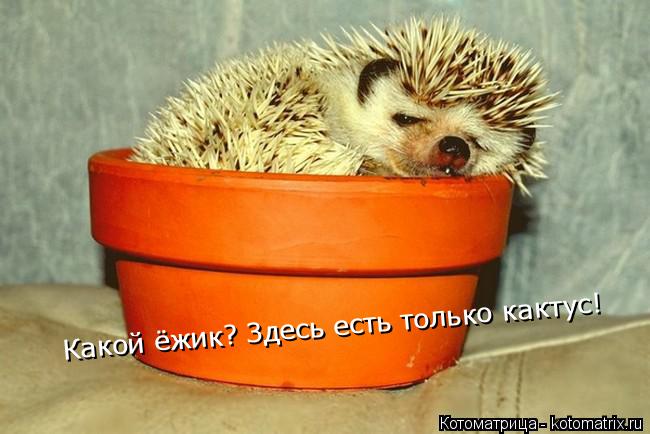 Котоматрица: Какой ёжик? Здесь есть только кактус!