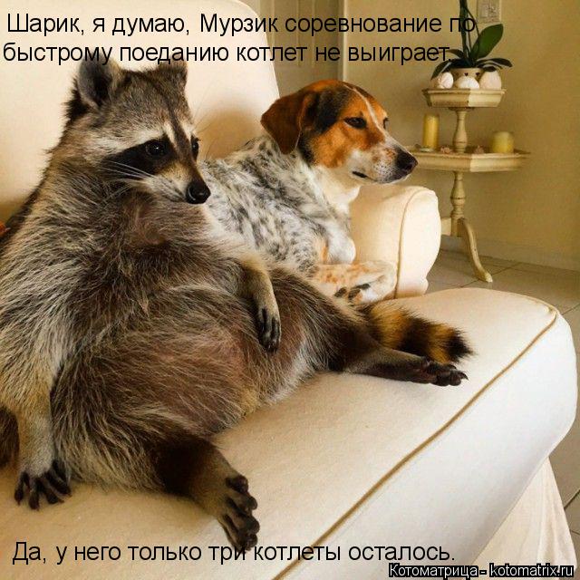 Котоматрица: Шарик, я думаю, Мурзик соревнование по  быстрому поеданию котлет не выиграет. Да, у него только три котлеты осталось.