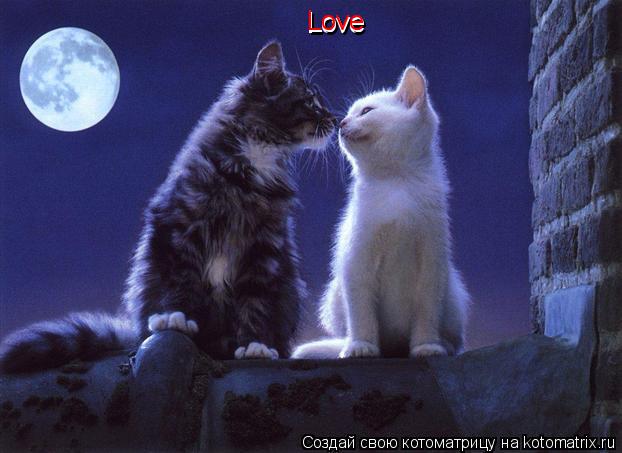 Котоматрица: Love Love Love