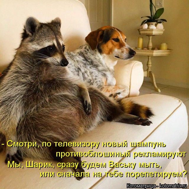 Котоматрица: - Смотри, по телевизору новый шампунь противоблошиный рекламируют  Мы, Шарик, сразу будем Ваську мыть,  или сначала на тебе порепетируем?