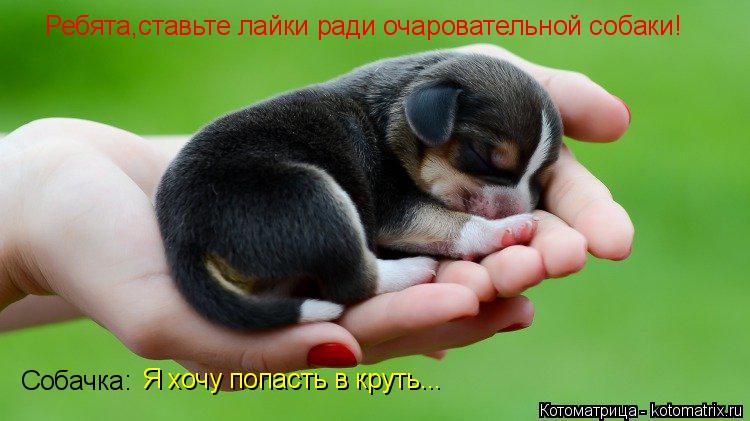 Котоматрица: Ребята,ставьте лайки ради очаровательной собаки! Собачка: Я хочу попасть в круть...
